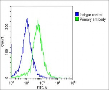 EEF1A1P5 Antibody (C-Term)