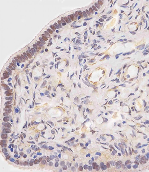 OVGP1 Antibody (N-Term)