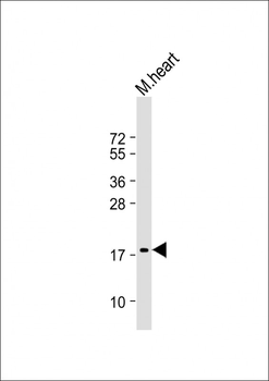 NPPA Antibody