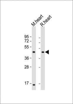 LIAS Antibody (C-Term)