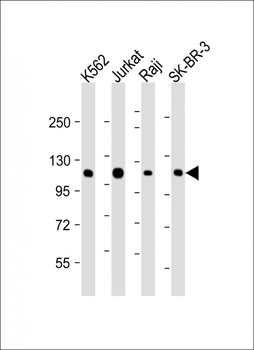 CBL Antibody
