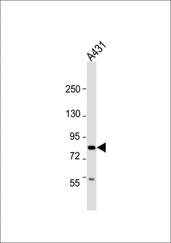 UHRF1BP1 Antibody (C-Term)