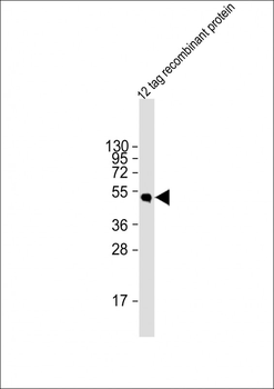 HSV tag Antibody