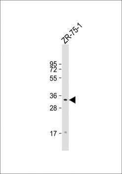 TAS2R50 Antibody (C-Term)