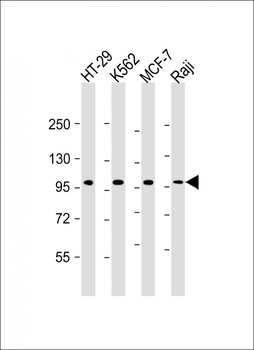 TPX2 Antibody