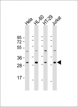 COPS7B Antibody (N-Term)