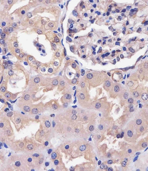 COPS7B Antibody (N-Term)