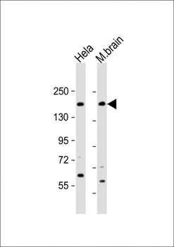 NISCH Antibody (N-Term)