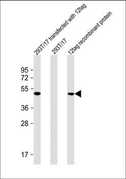 V5 Antibody
