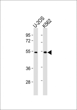 CHTF8 Antibody (C-Term)