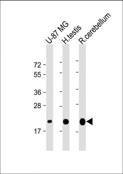 CD81 Antibody
