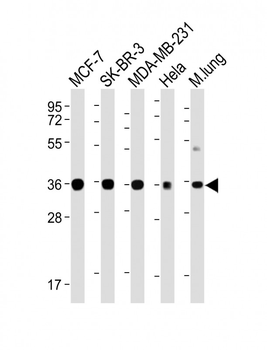 WNT4 Antibody