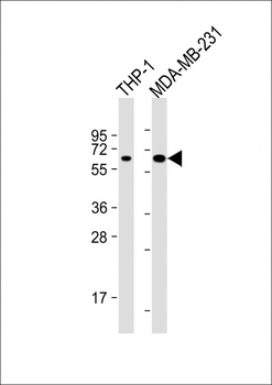 MB21D1 Antibody