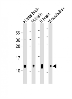 GNG3 Antibody (C-Term)