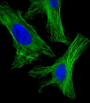 alpha Tubulin Antibody