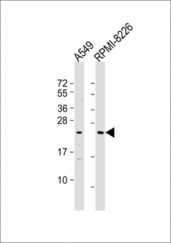 NT5M Antibody (Center)