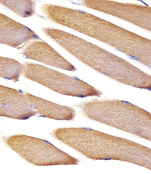 Vinculin Antibody