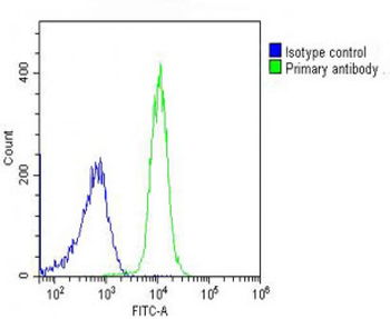 Cyclophilin D Antibody