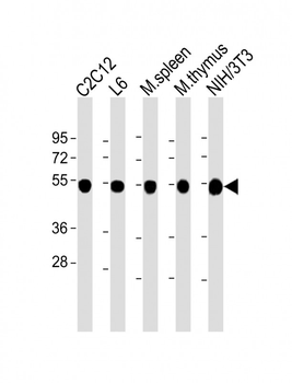 beta Tubulin Antibody