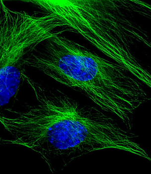 beta Tubulin Antibody