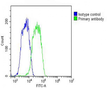 SLC29A2 Antibody (N-Term)