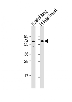 ALG6 Antibody (Center)