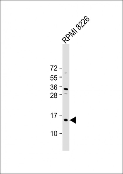 ZNRD1 Antibody (C-Term)