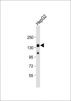 LRPPRC Antibody (C-Term)