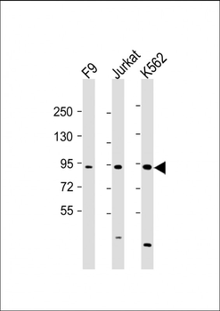 NUP93 Antibody (N-Term)
