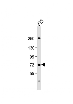 SLC6A19 Antibody (C-Term)
