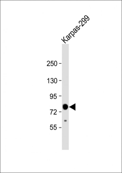 ALK Antibody (C-term)