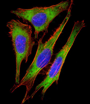RPS10 Antibody (C-Term)