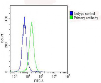 RPS10 Antibody (C-Term)