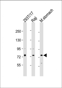 PLA2G4F Antibody (Center)