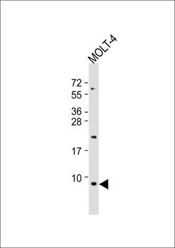GNG5 Antibody (C-Term)
