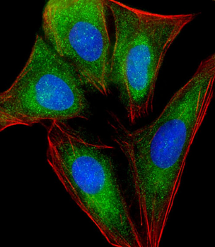 RPL4 Antibody (N-Term)