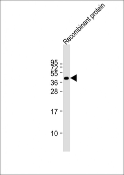 FAT4 Antibody