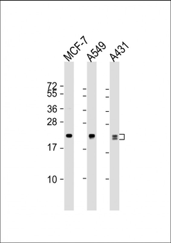 RAB13 Antibody