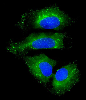 NAA10 Antibody (Center)