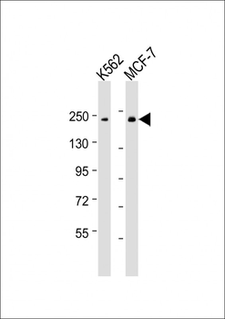 XRN1 Antibody