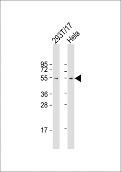 FZR Antibody
