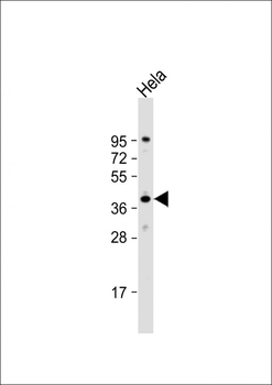 DNAJB4 Antibody (C-Term)