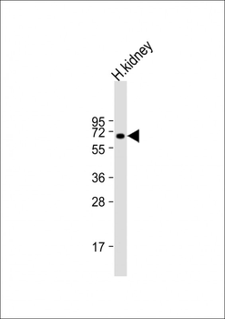 BANP Antibody (N-Term)