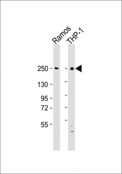 DOCK8 Antibody (C-Term)
