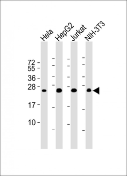 RAB5B Antibody