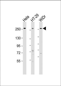 PCNXL2 Antibody (N-Term)