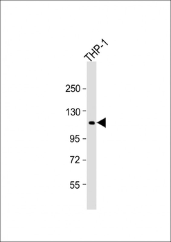 PTPN12 Antibody (C-Term)