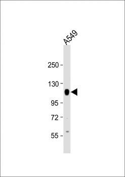 PTPN12 Antibody (C-Term)