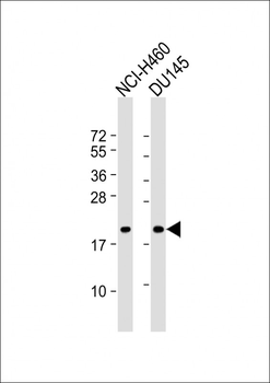 IDNK Antibody (N-Term)