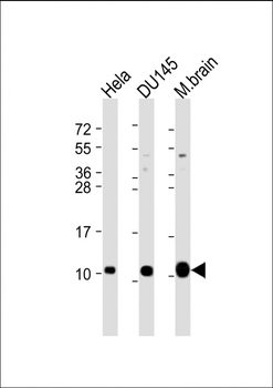 GNG12 Antibody (C-Term)